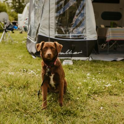 Hunde Willkommen
